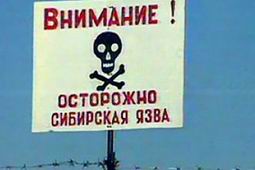 В Украине выявлена сибирская язва. Зараженное мясо попало на прилавок В Украине выявлена сибирская язва. Зараженное мясо попало на прилавок