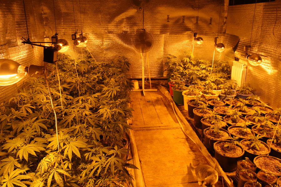 выращивание марихуаны в погребе