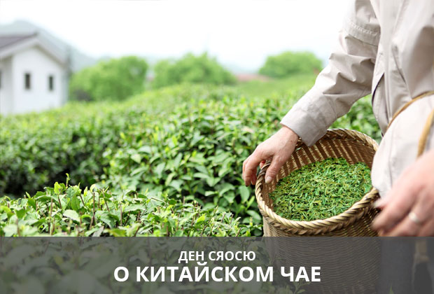 Ден Сяосю о китайском чае