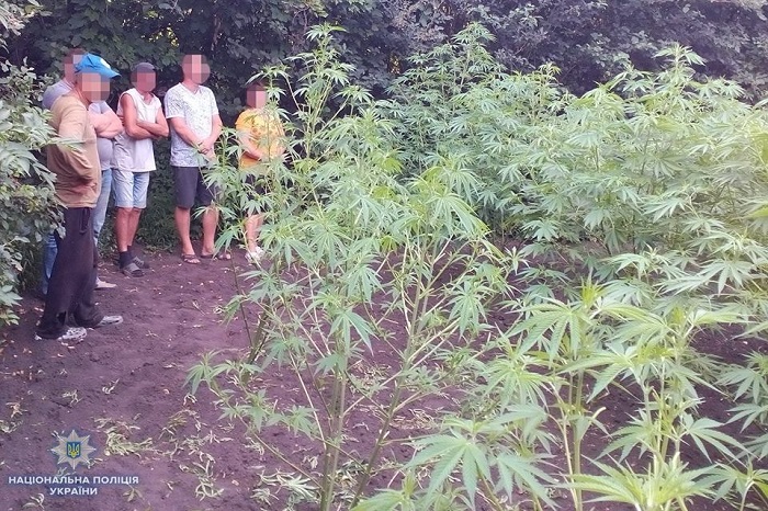 Полиция канады обнаружили плантацию марихуаны тор браузер ссылки на детское hyrda вход