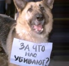 Кто поможет луганской активистке противостоять жестокому обращению с животными? Кто поможет луганской активистке противостоять жестокому обращению с животными?