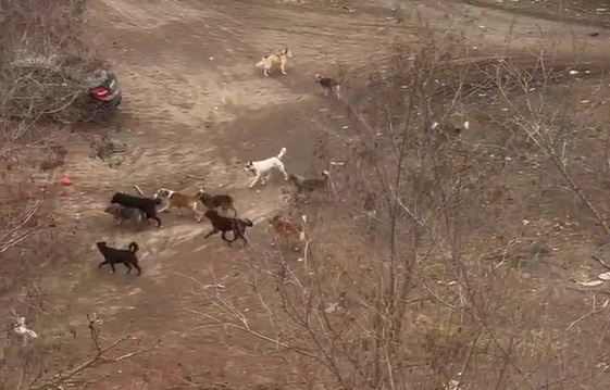 Велика зграя бездомних собак біля дитячого садка в окупованому Луганську