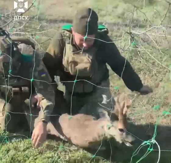 Прикордонники показали порятунок косулі з антидронових тенет