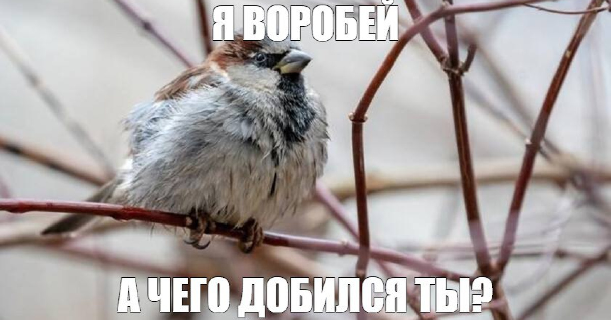 У "ЛНР" провели "перепис горобців". Як їх рахували в руїнах Попасної та Кремінському лісі - замовчується