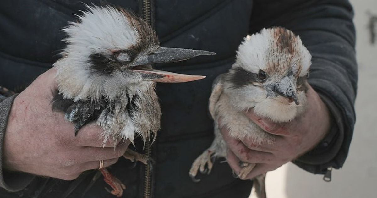 Фото: Суспільне Харків