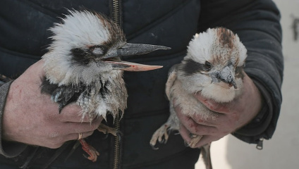 Фото: Суспільне Харків